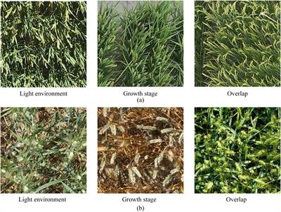 Feature diffusion reconstruction mechanism network for crop spike head detection